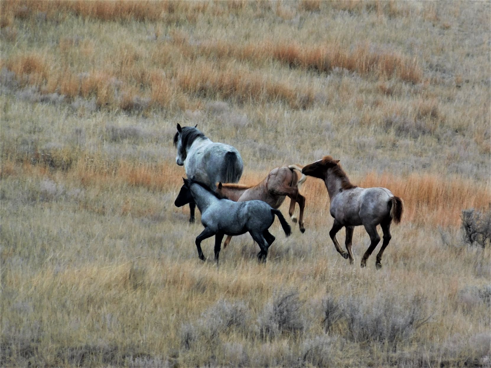 Wild horses
